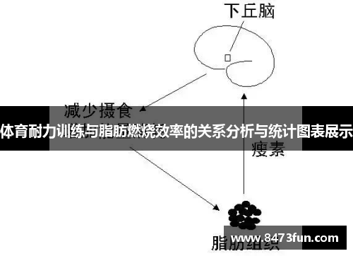 体育耐力训练与脂肪燃烧效率的关系分析与统计图表展示